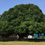 【成功大學・榕園】この〜木なんの木♪ 成功大学のガジュマルに会いに行こう