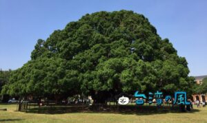 【成功大學・榕園】この〜木なんの木♪ 成功大学のガジュマルに会いに行こう